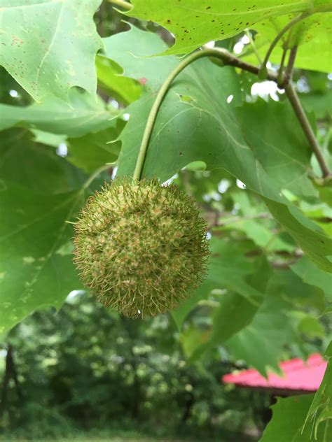 american sycamore tree fruit.